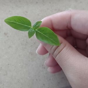 daliatorrey30 avatar