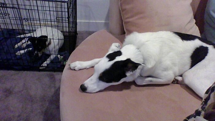 My Doggos. (Third One Is Camera Shy)