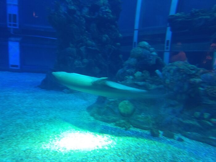 Blurry underwater photo of a shark swimming near coral, a funny wildlife photographing fail moment captured.
