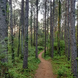 kristofferallen avatar