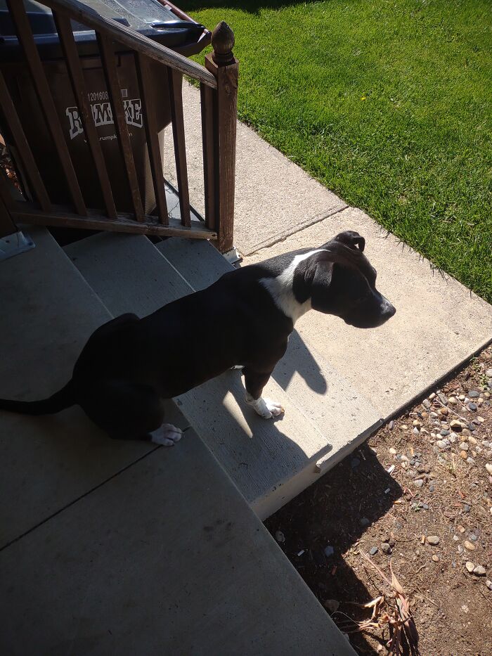 Waiting For Sissy To Come In From The Sun