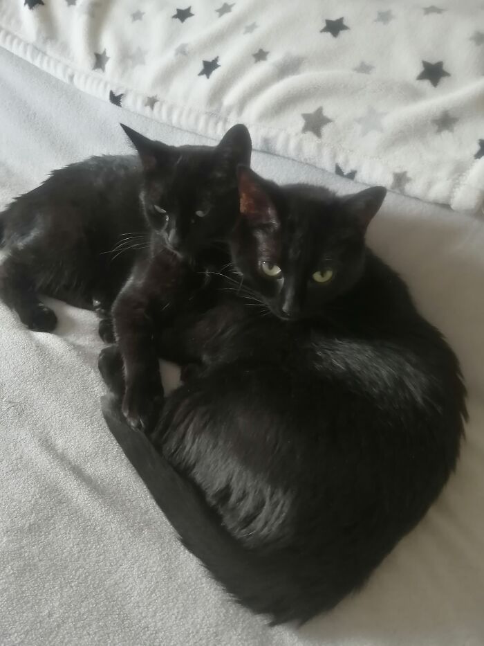 My Little Panthers Luna And Nala