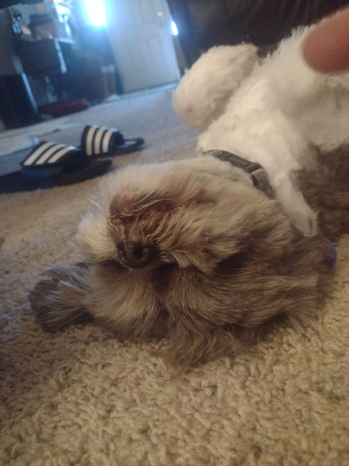 Pretzel, My Shitz Zu Mix Looking Like She's Drunk