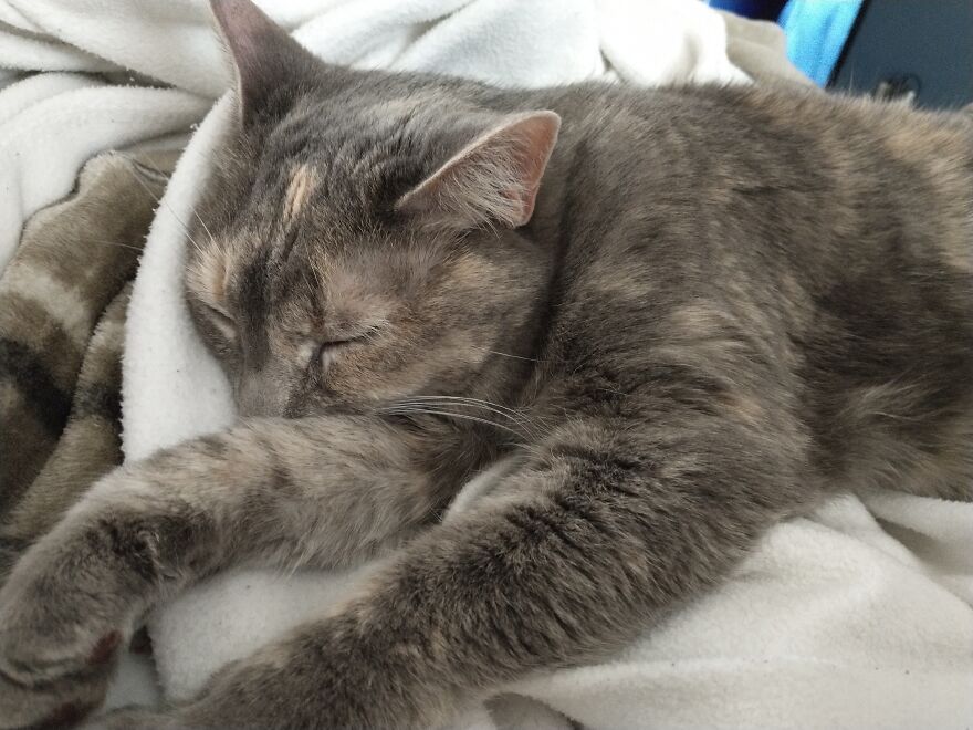 Blankey Cuddles