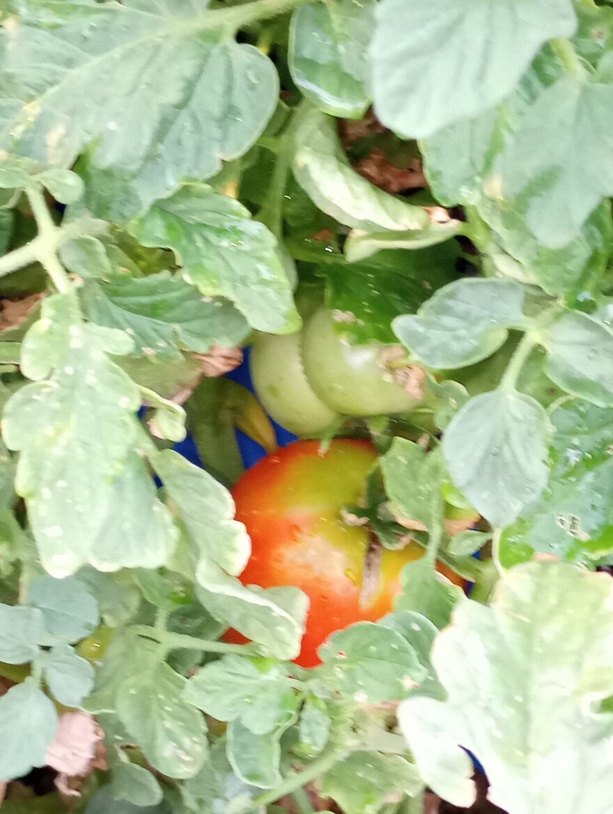 Just A Cheeky Tomato