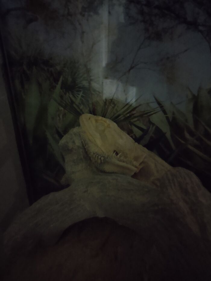 This Is My Lizard Spike Sleeping