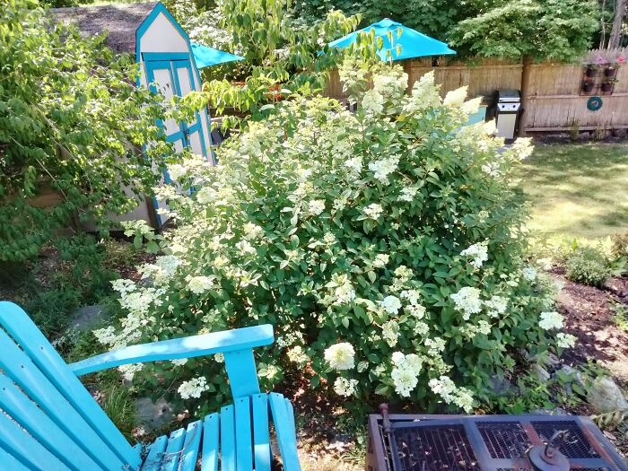 My Strawberry Sundae Hydrangea Blooming. They'll Eventually Turn Pink! 💗