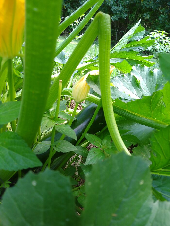 Some Delicious Zucchini