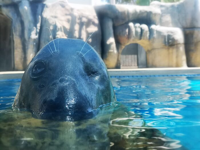 Seal winking underwater in a pool, a funny example of people failing at photographing wildlife hilariously.