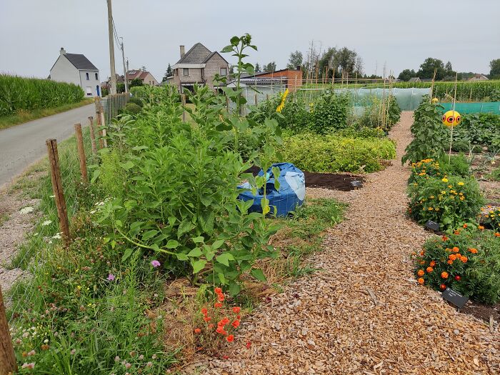 Creating My Own Big Vegetable Garden From The Ground Up