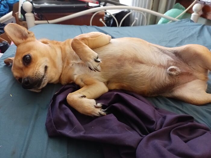 After Getting Belly Rubs!