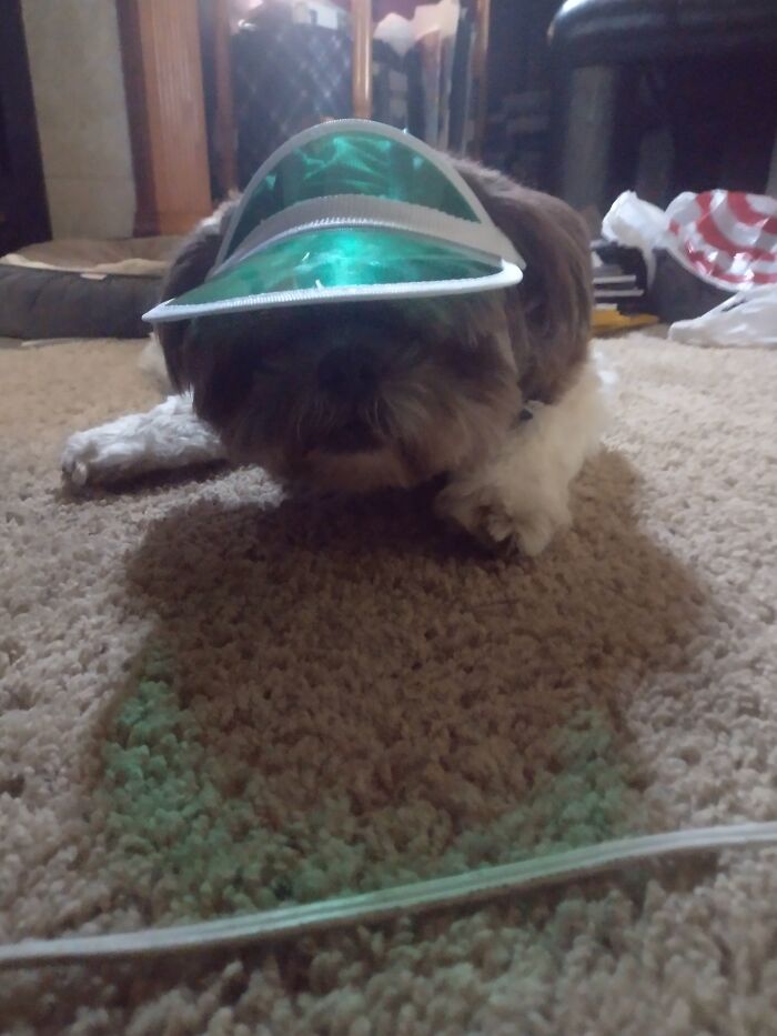 I Got A Visor For My Dog!