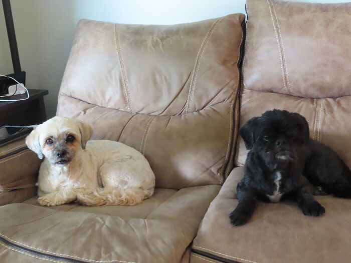 Buddy (The Black One) And His Friend Of 12 Years, Zoey. She Just Moved 15 Hours Away And He Doesn't Understand Why She Is Not Here