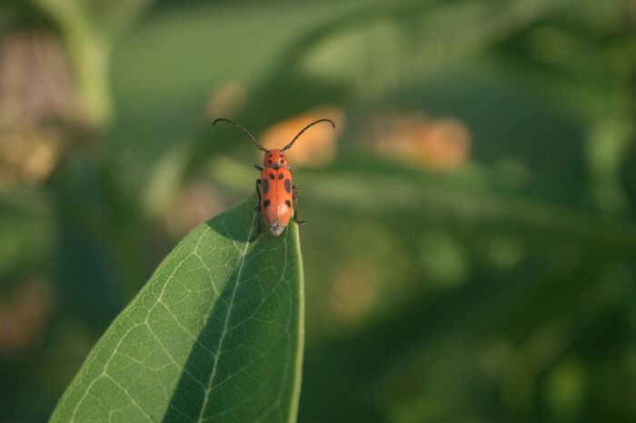 Red Milkweed Beetle