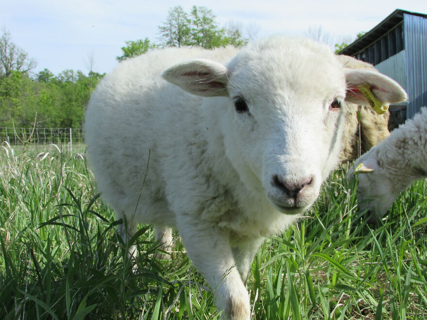The Day I Met Ma, The Bottlefed Lamb.