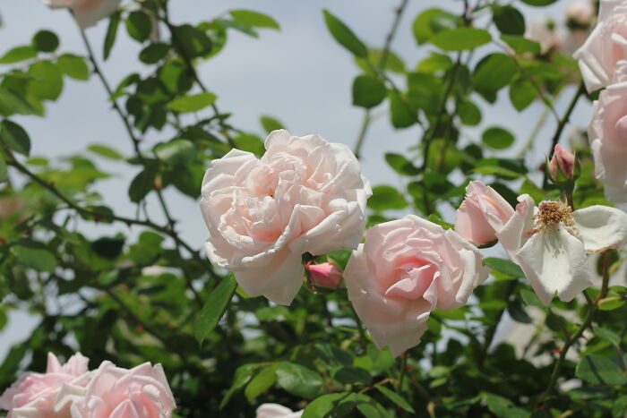 An Enormous Flower Bush Started Growing In My Front Yard Last Year, And Since Then It's Multiplied!!