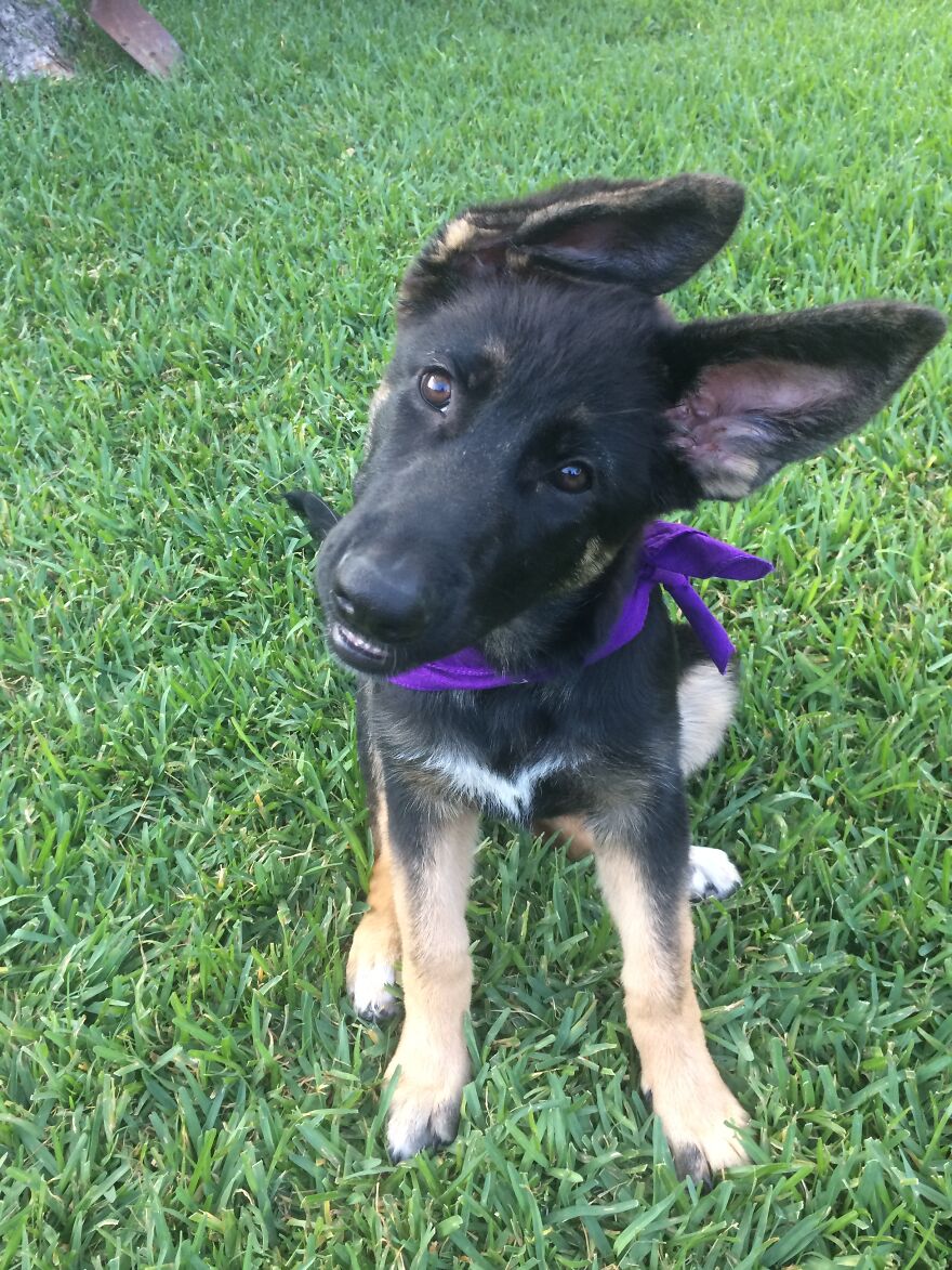 I Couldn't Decide Which Was Derpiest... So Here's Two! 😛