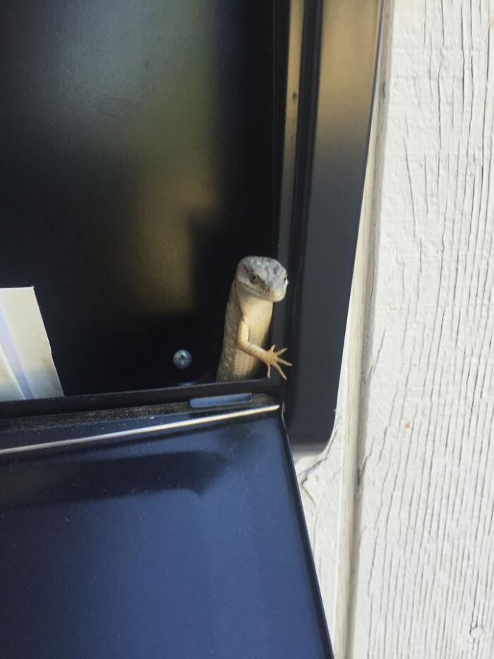 Small lizard hilariously caught peeking out from a mailbox in a wildlife photography fail moment.