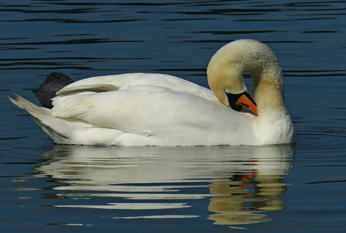 Bird Watching (And Photography)! The Quality Of The Photos Is Not Special, But It Is An Extraordinary Feeling When I See A Bird In Nature And Even If I Manage To Take A Picture Of It, Happiness Is Complete