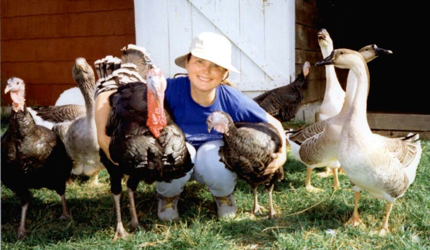 Turkeys Who Aren't--I Raised Turkeys For Pets Only From Two-Days-Old Starting In The House Until Old Enough To Be With Everyone Outside. They Are Adorable, Intelligent, Loyal, And Along With The Geese, Great Protectors! A Drive In My Truck With The Gang In The Back Stopped Traffic! Miss Them So Much! They Usually Made It To 20-Years-Old.