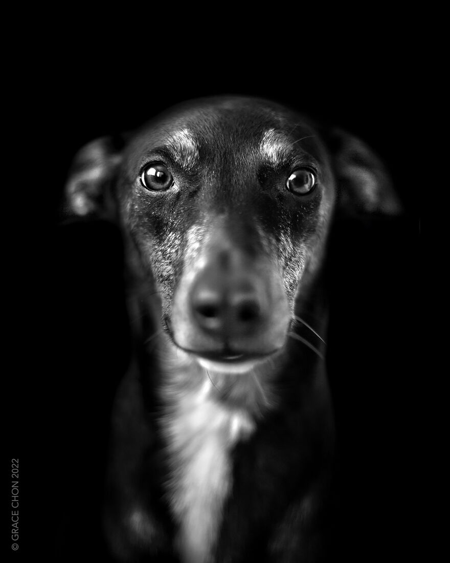 I Took Photos Of Dogs That Can Help You Slow Down, Breathe, And Feel Better. I Took Photos Of Dogs That Can Help You Slow Down, Breathe, And Feel Better.