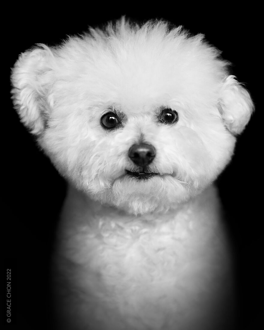 I Took Photos Of Dogs That Can Help You Slow Down, Breathe, And Feel Better. I Took Photos Of Dogs That Can Help You Slow Down, Breathe, And Feel Better.