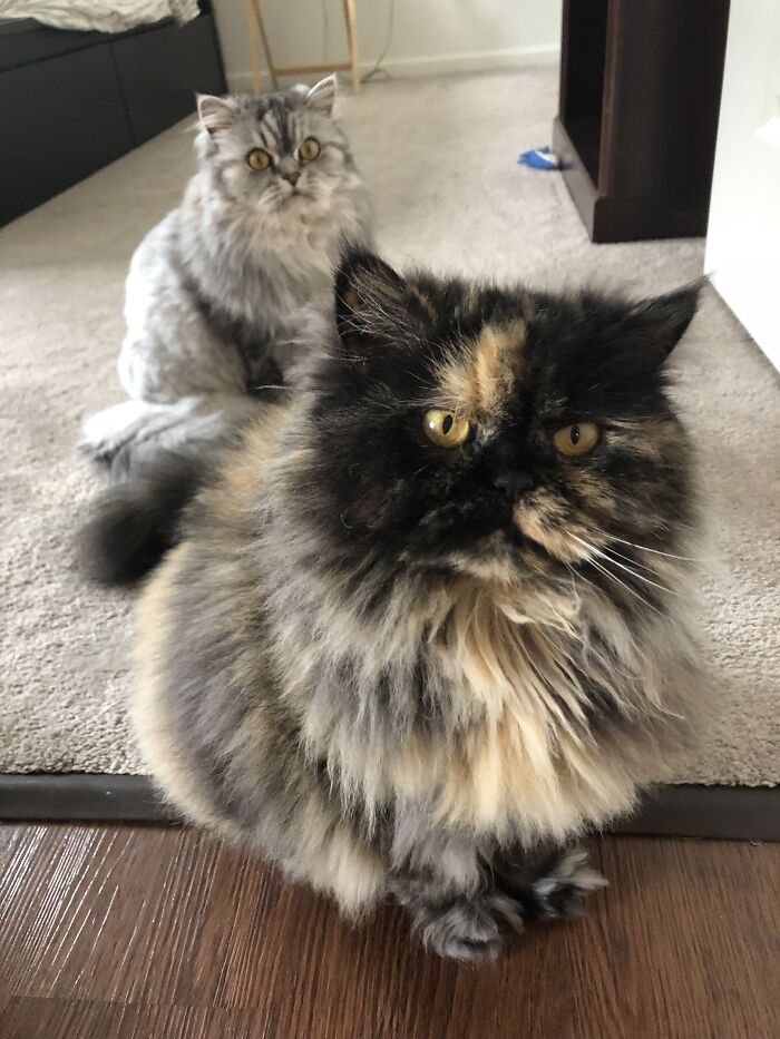 Woman Saves Almost $30K By Taking Care Of People's Cats While Traveling