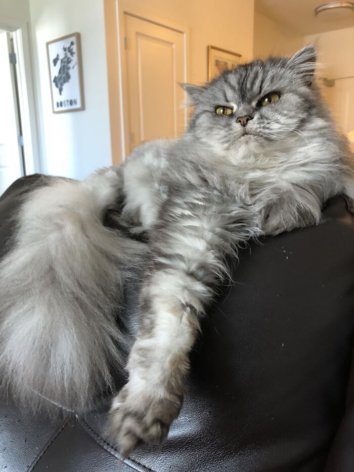 Woman Saves Almost $30K By Taking Care Of People's Cats While Traveling