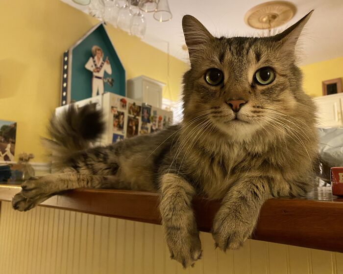 Woman Saves Almost $30K By Taking Care Of People's Cats While Traveling