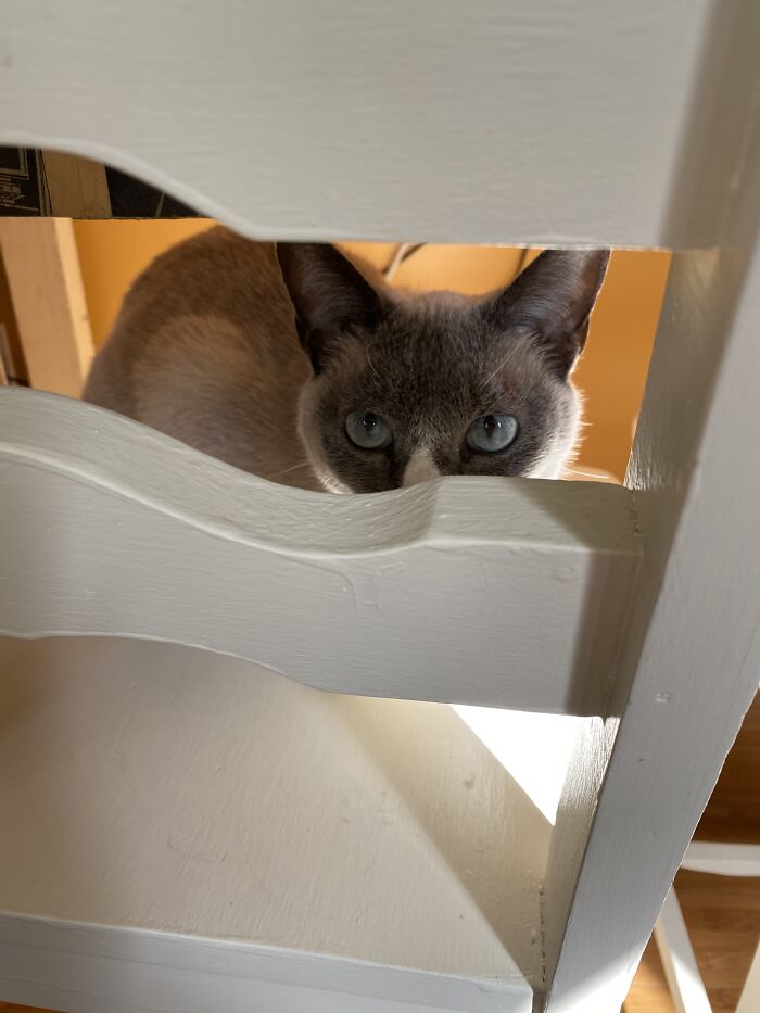 Woman Saves Almost $30K By Taking Care Of People's Cats While Traveling