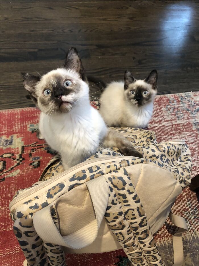 Woman Saves Almost $30K By Taking Care Of People's Cats While Traveling