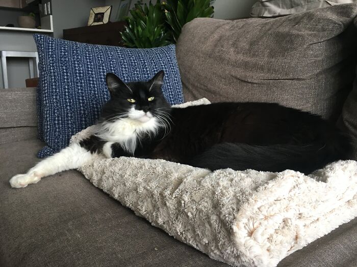 Woman Saves Almost $30K By Taking Care Of People's Cats While Traveling