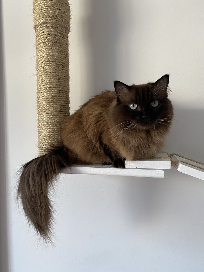 Woman Saves Almost $30K By Taking Care Of People's Cats While Traveling