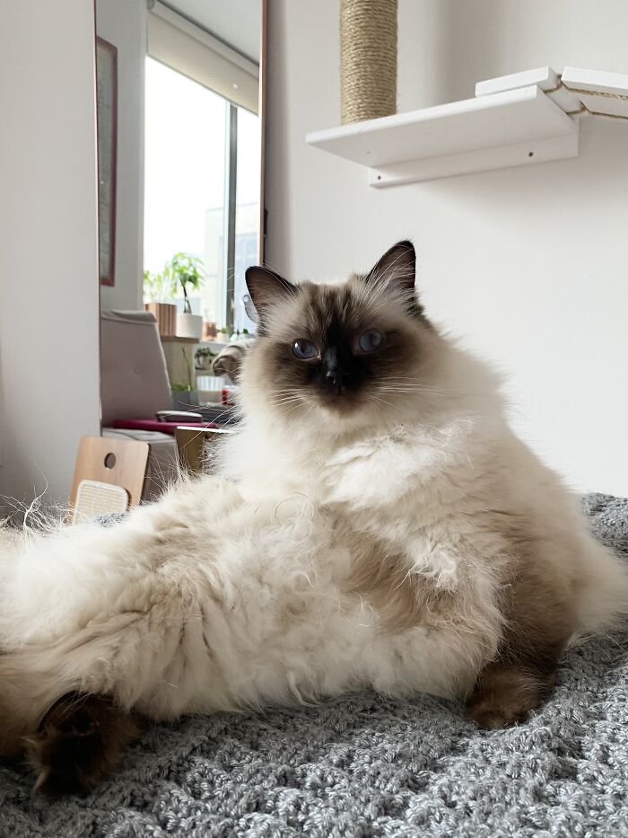 Woman Saves Almost $30K By Taking Care Of People's Cats While Traveling