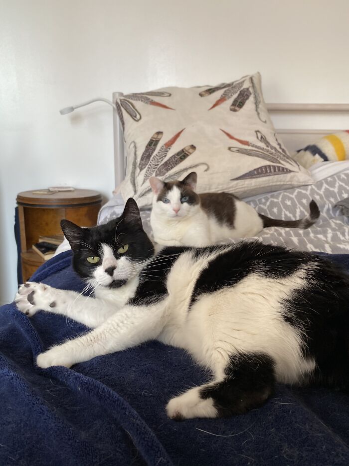 Woman Saves Almost $30K By Taking Care Of People's Cats While Traveling