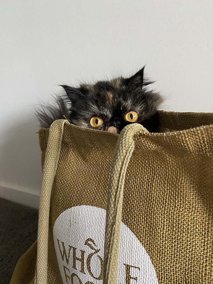 Woman Saves Almost $30K By Taking Care Of People's Cats While Traveling