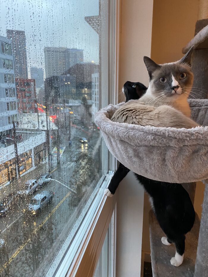 Woman Saves Almost $30K By Taking Care Of People's Cats While Traveling