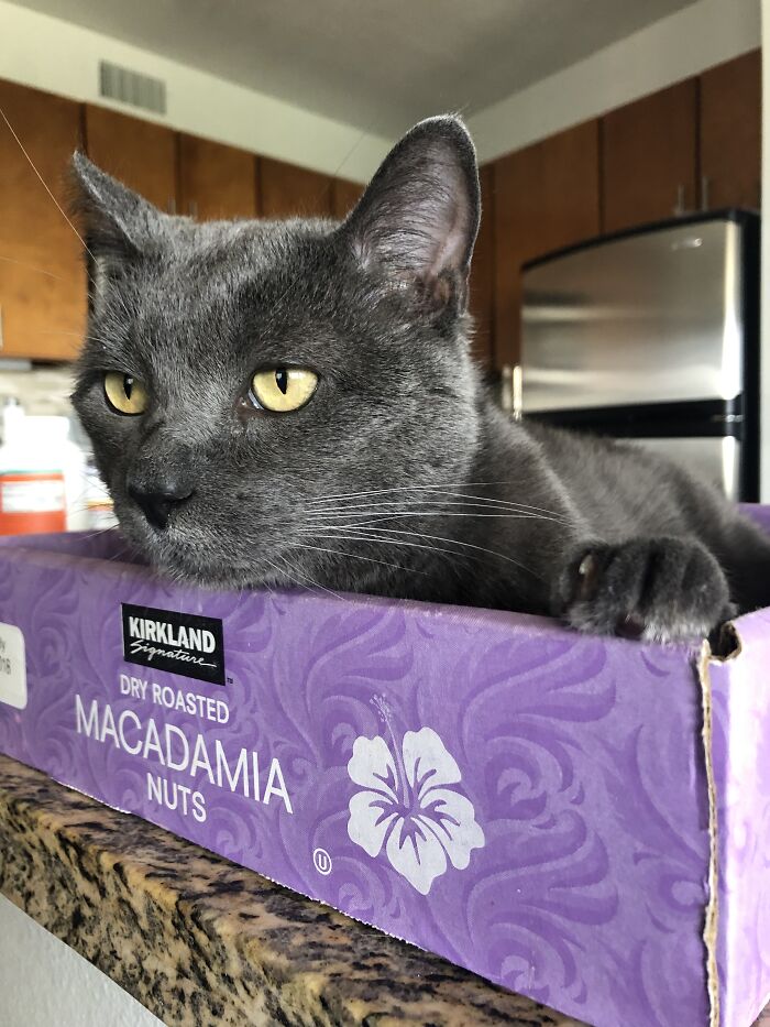 Woman Saves Almost $30K By Taking Care Of People's Cats While Traveling