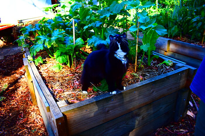 My Mum's Cat Midnight.