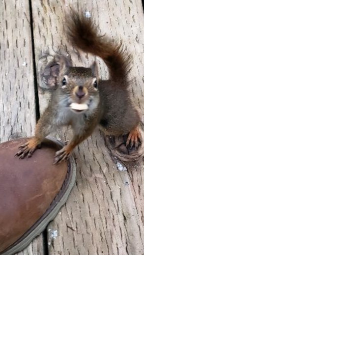 Squirrel with food in its mouth standing on wooden deck next to a brown shoe in a wildlife photography fail moment.