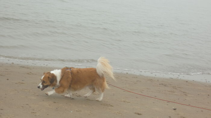 A Foggy Day At The Beach With My Dog!