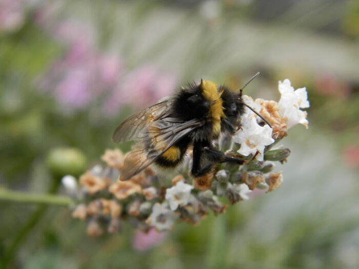 (White) Lavender With Lots And Lots Of Bumblebees!