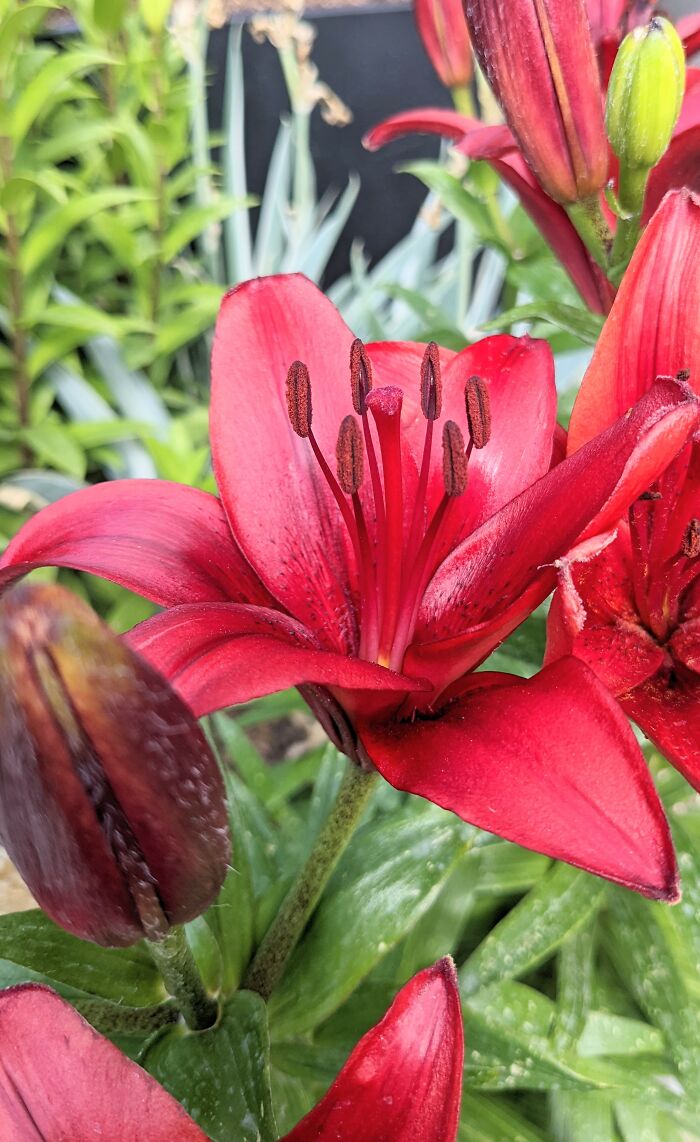 Commander And Chief Lilly