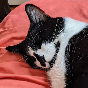 cochinealcoil avatar