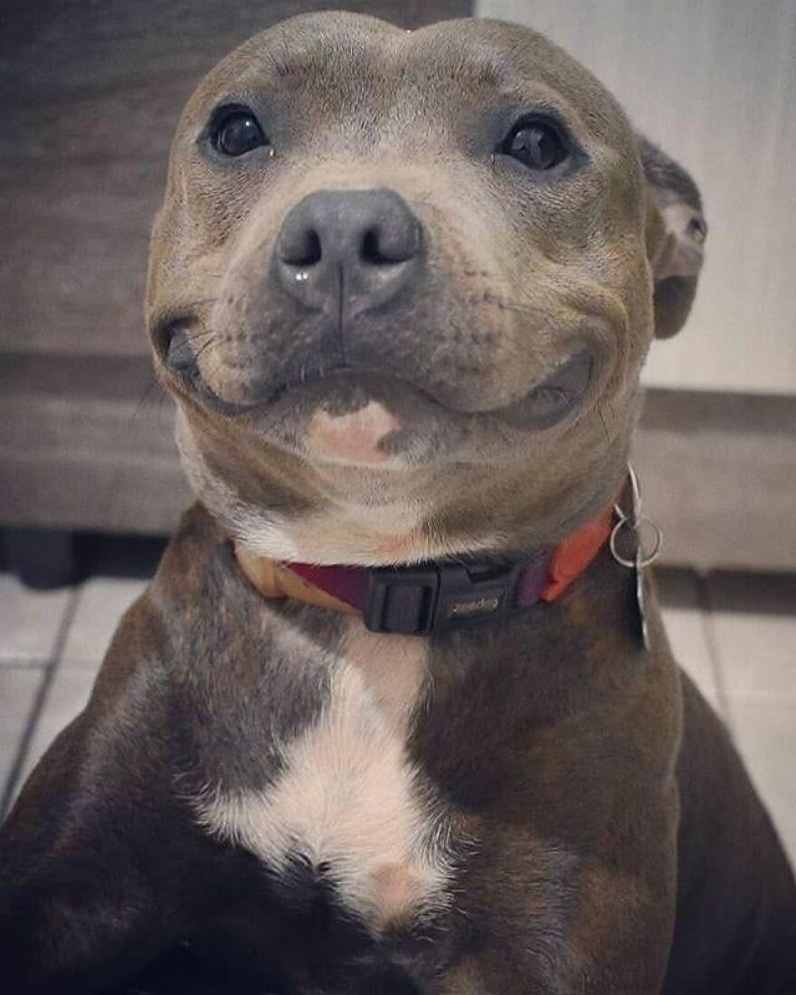 Pitbulls Are More Adorable That Scary. Here Are 5 Pictures To Prove It! Pitbulls Are More Adorable That Scary. Here Are 5 Pictures To Prove It!