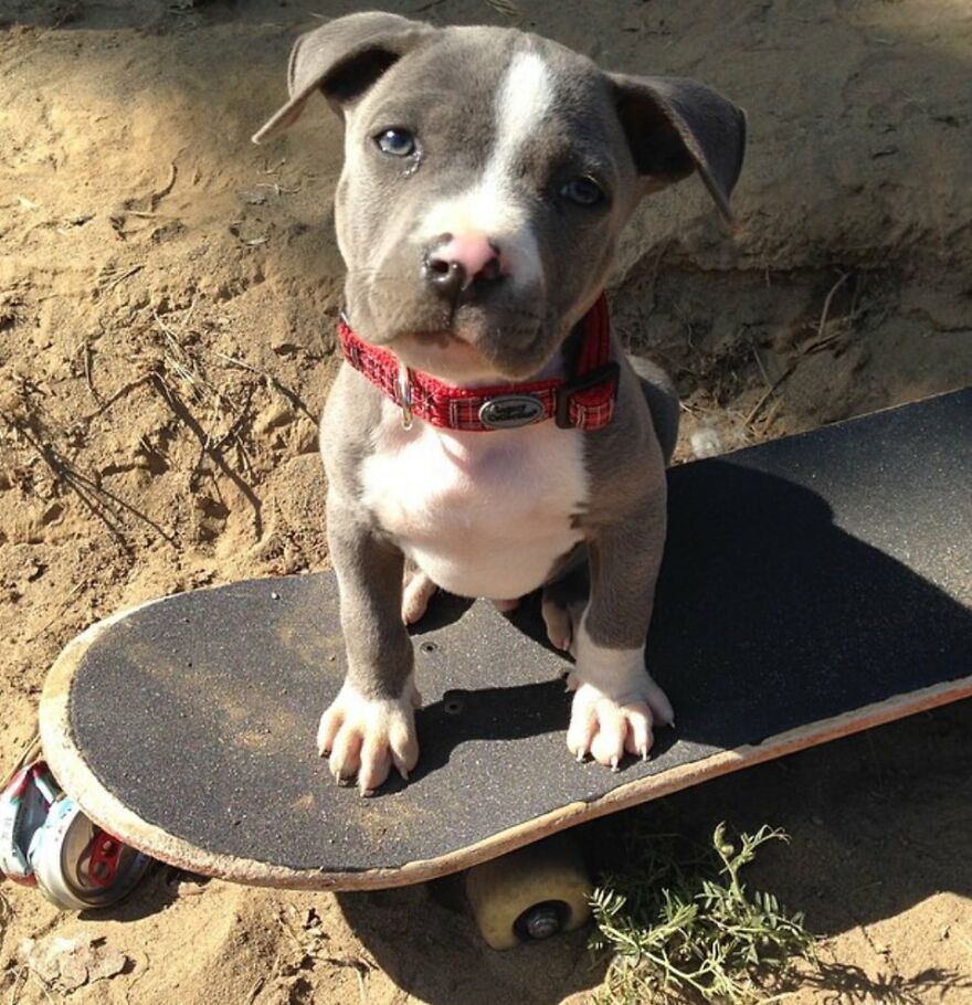 Pitbulls Are More Adorable That Scary. Here Are 5 Pictures To Prove It! Pitbulls Are More Adorable That Scary. Here Are 5 Pictures To Prove It!