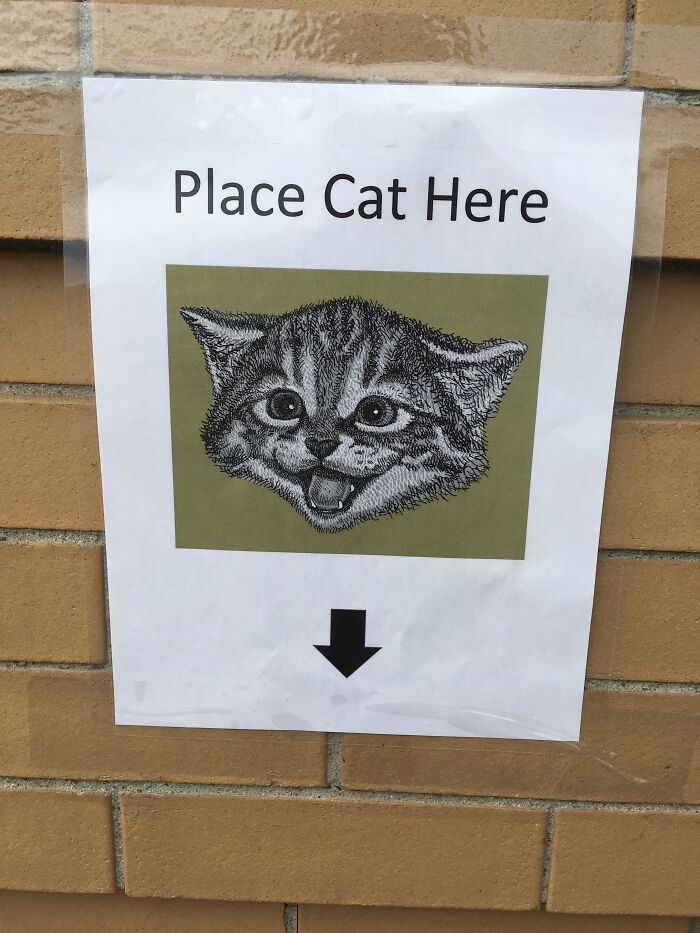 Where Do I Put The Cat?