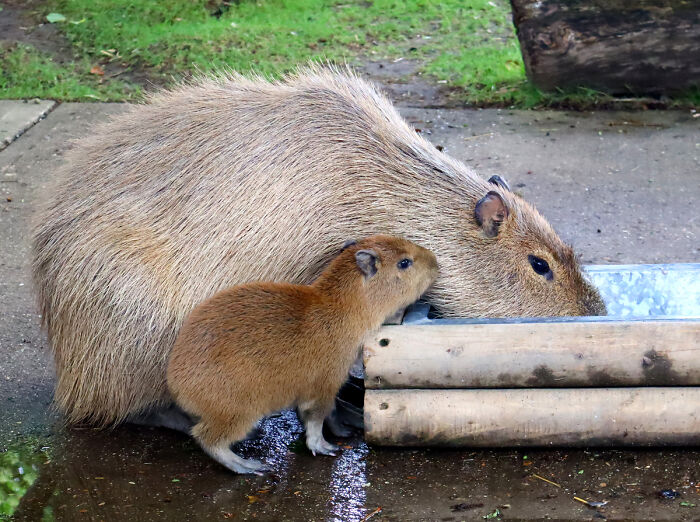 Cap-Ily Ever After: Zoo&rsquo;s &lsquo;Romantic&rsquo; Efforts Bring Arrival Of First Capybara Baby In Over A Decade (5 Pics)