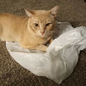 giselledaphnerodriguez avatar