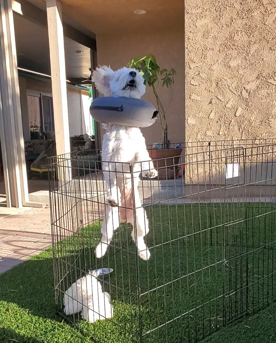 Jumping For Joy